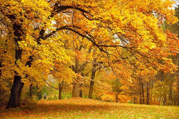 Lovely autumn trees in a park in many colors.