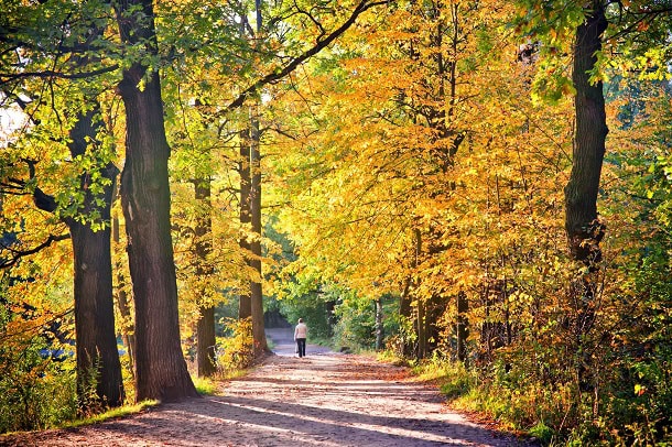 A woman walking in a beautiful forest on a crisp fall day.