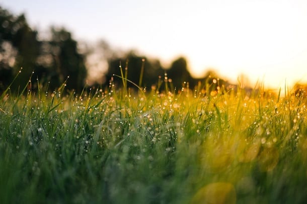 Image of grass with morning dew.