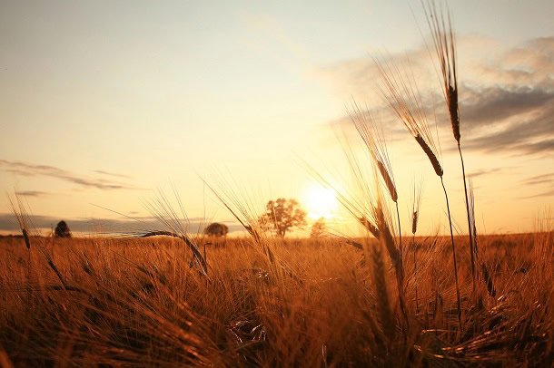 A sunset over a wheat field during summer.