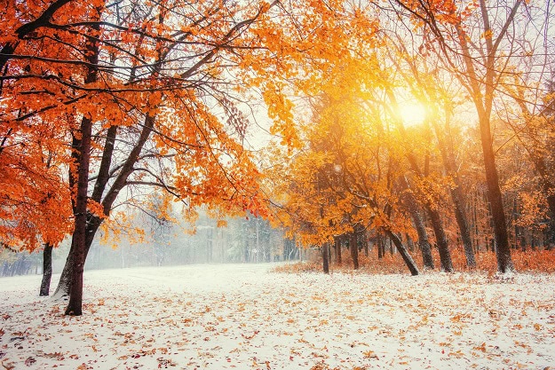 Forest with the first winter snow on the ground.