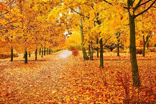 Lovely fall colors on the trees that are lining the path through a park.