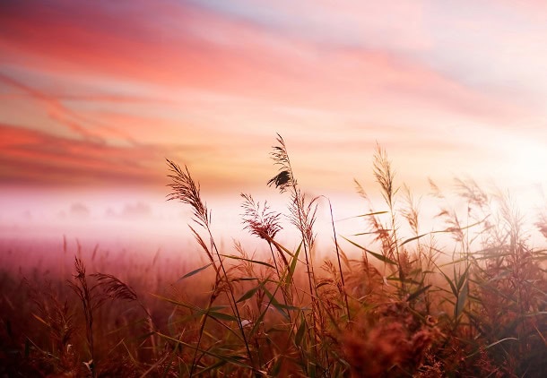 A field in the morning.